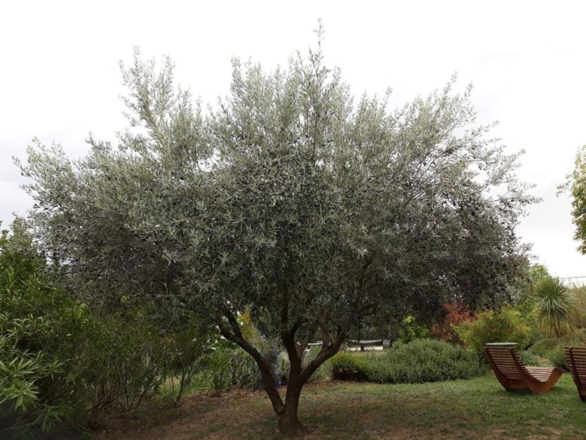 Parfums de Provence Le Lavandin Piscine chauffée&Spa Vaison-la-Romaine Esterno foto